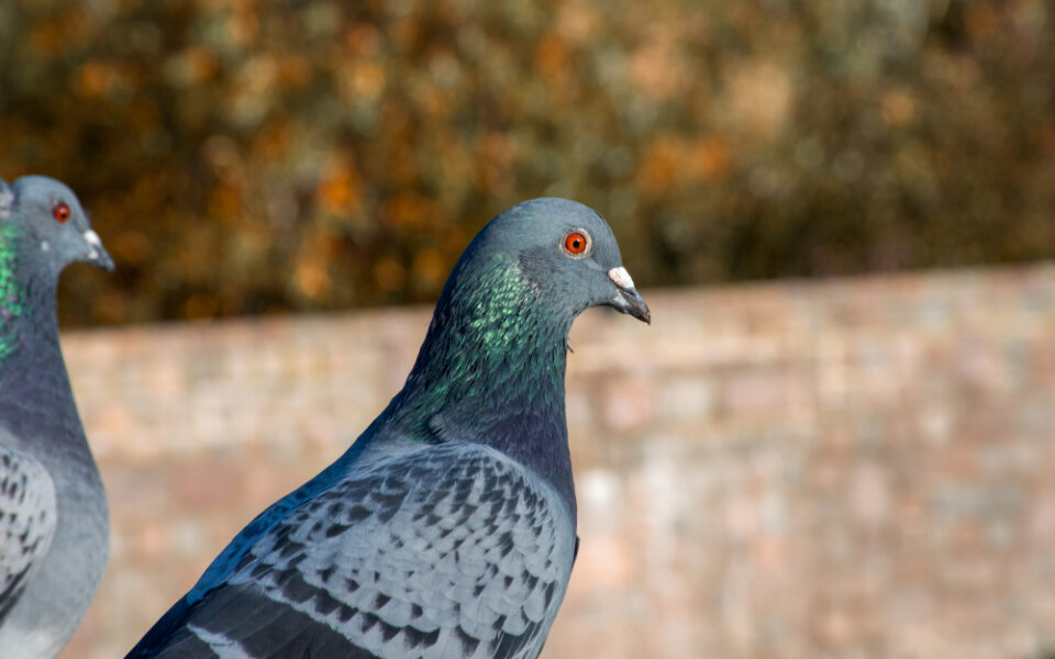 closeup-shot-cute-blue-pigeon